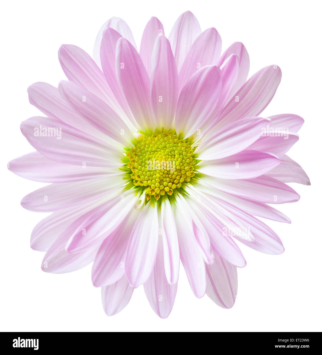 Daisy Flower Pink bianche margherite giallo fiore fiori floreali isolato Foto Stock