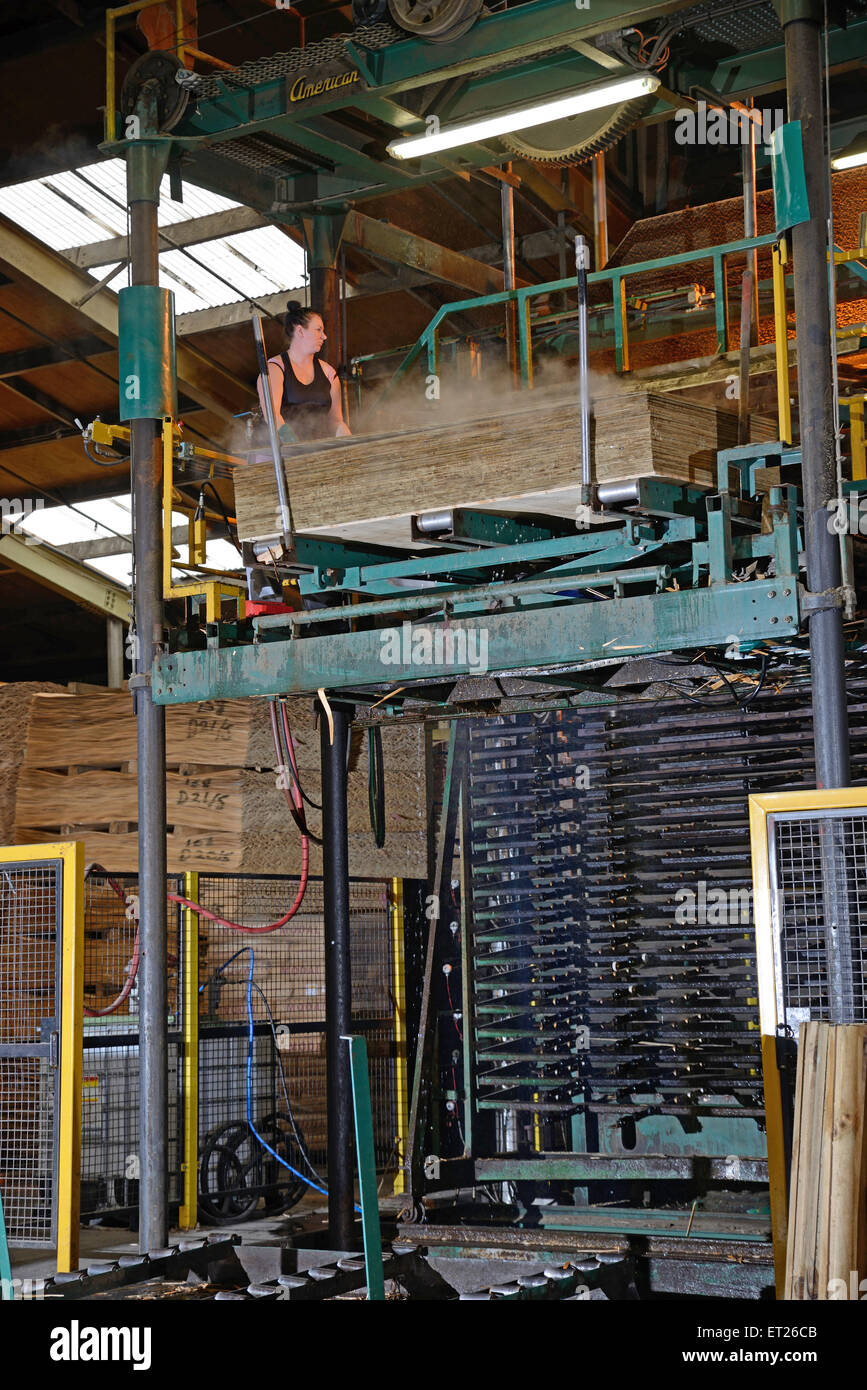 Greymouth, Nuova Zelanda, 22 maggio 2015 : operaio di pile appena fatti fogli non tagliata di legno compensato Foto Stock