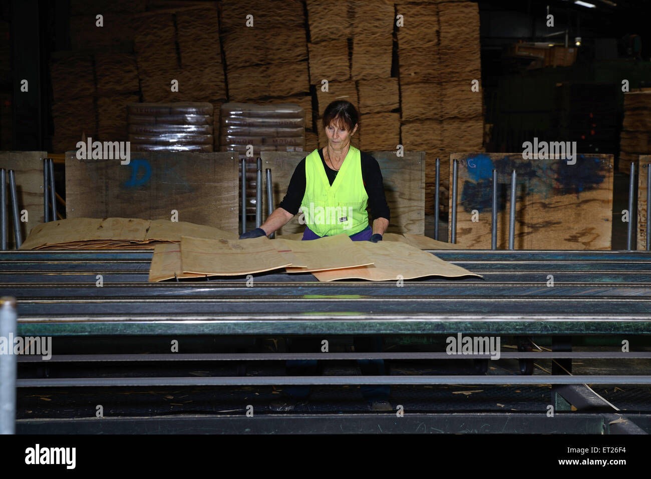 Greymouth, Nuova Zelanda, 22 maggio 2015 : Un lavoratore non identificato gradi appena asciugato fogli di impiallacciatura per la pressatura in compensato Foto Stock