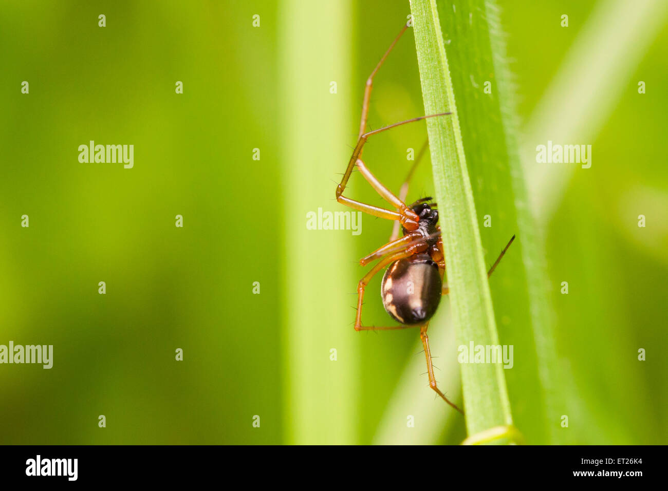Un nastro di foglio spider (molto probabilmente linyphia triangularis) in agguato a bordo della sua web, in attesa di un pasto a goccia a. Foto Stock