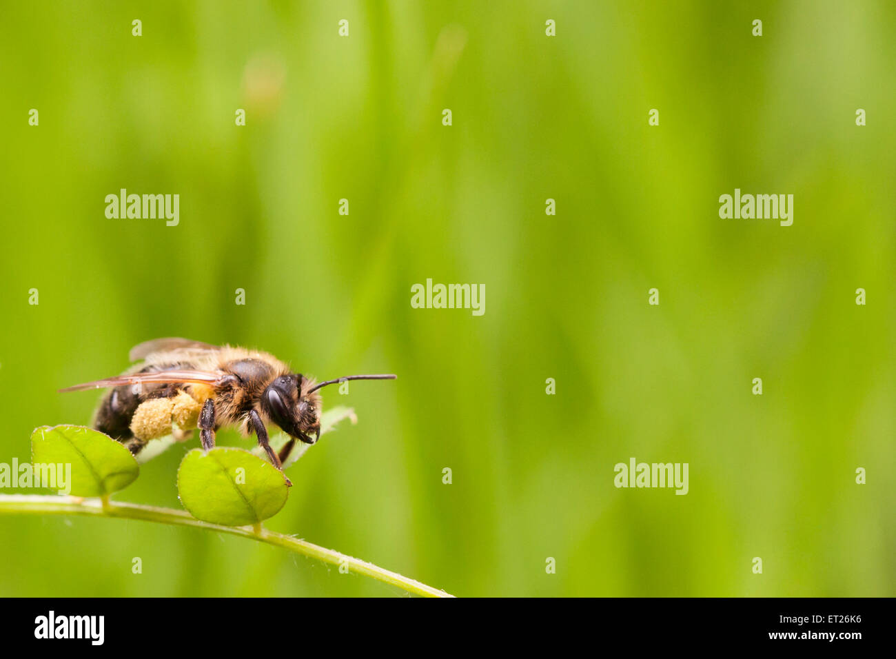 A pieno carico bee avente un resto su alcuni veccia, prima di ritornare al nido. Foto Stock