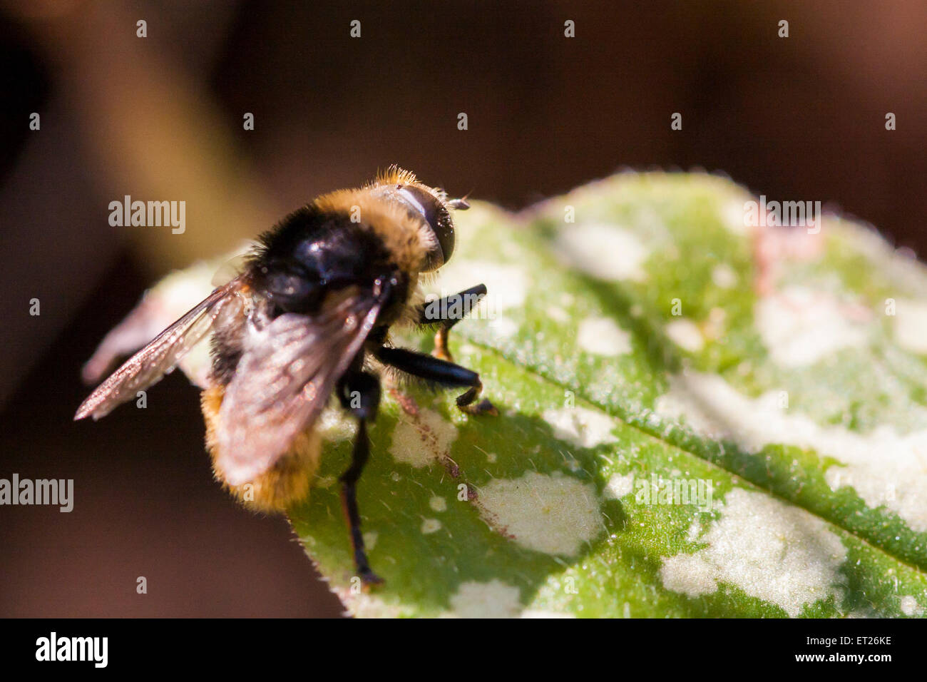 Torna in giardino per #30DaysWild il giorno 7, il trovato questo fly che assomiglia a un Bumble Bee. Foto Stock