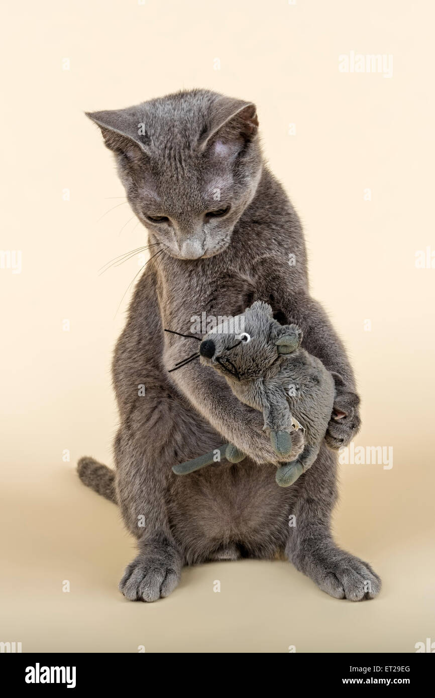 Blu di Russia gattino con toy mouse Foto Stock