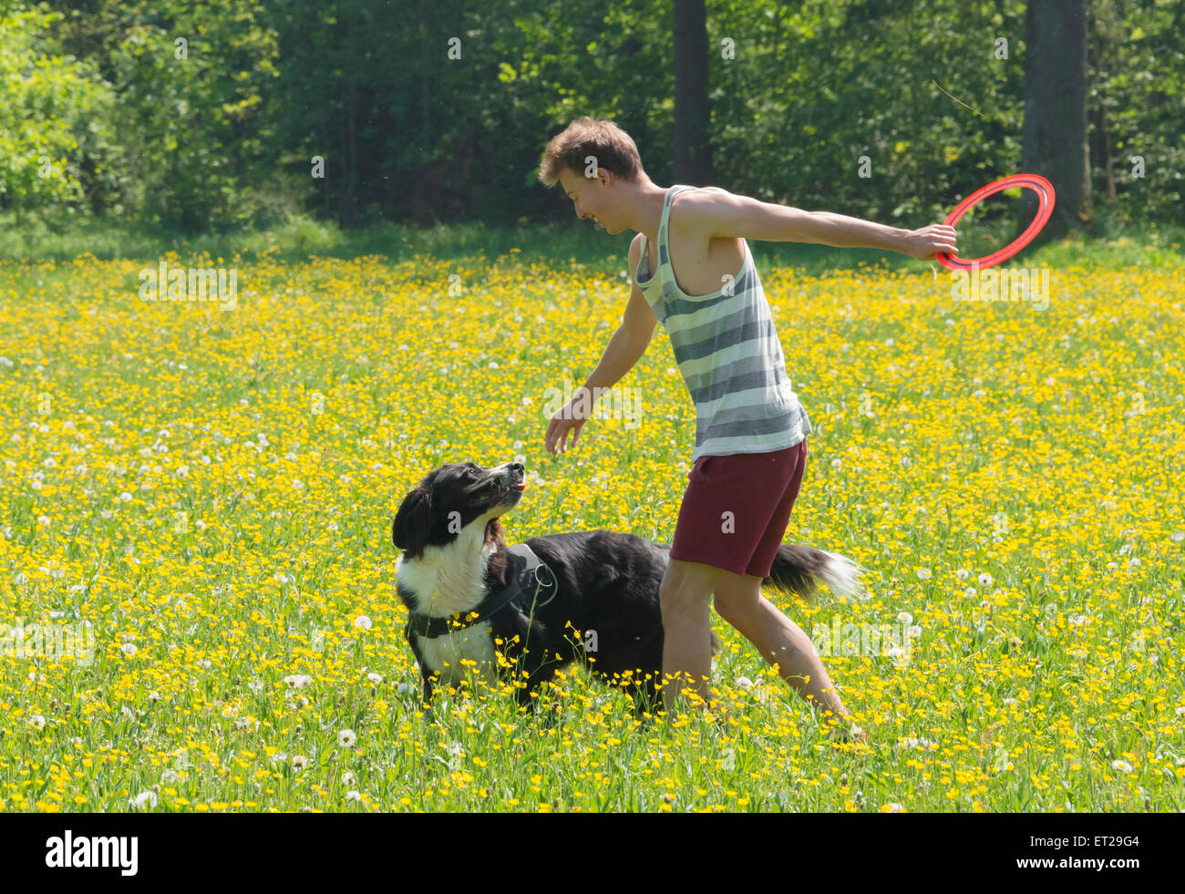 Giovane uomo la riproduzione di frisbee con il cane nel prato, Border Collie, Perlacher Forst, Monaco di Baviera, Germania Foto Stock