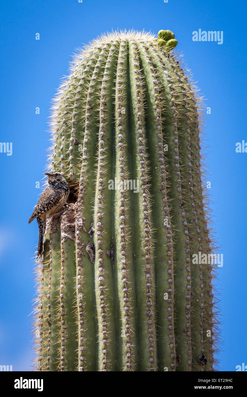Parte superiore del cactus Saguaro (Carnegiea gigantea) con cactus wren (Campylorhynchus brunneicapillus) nella parte anteriore di picchio il foro Foto Stock