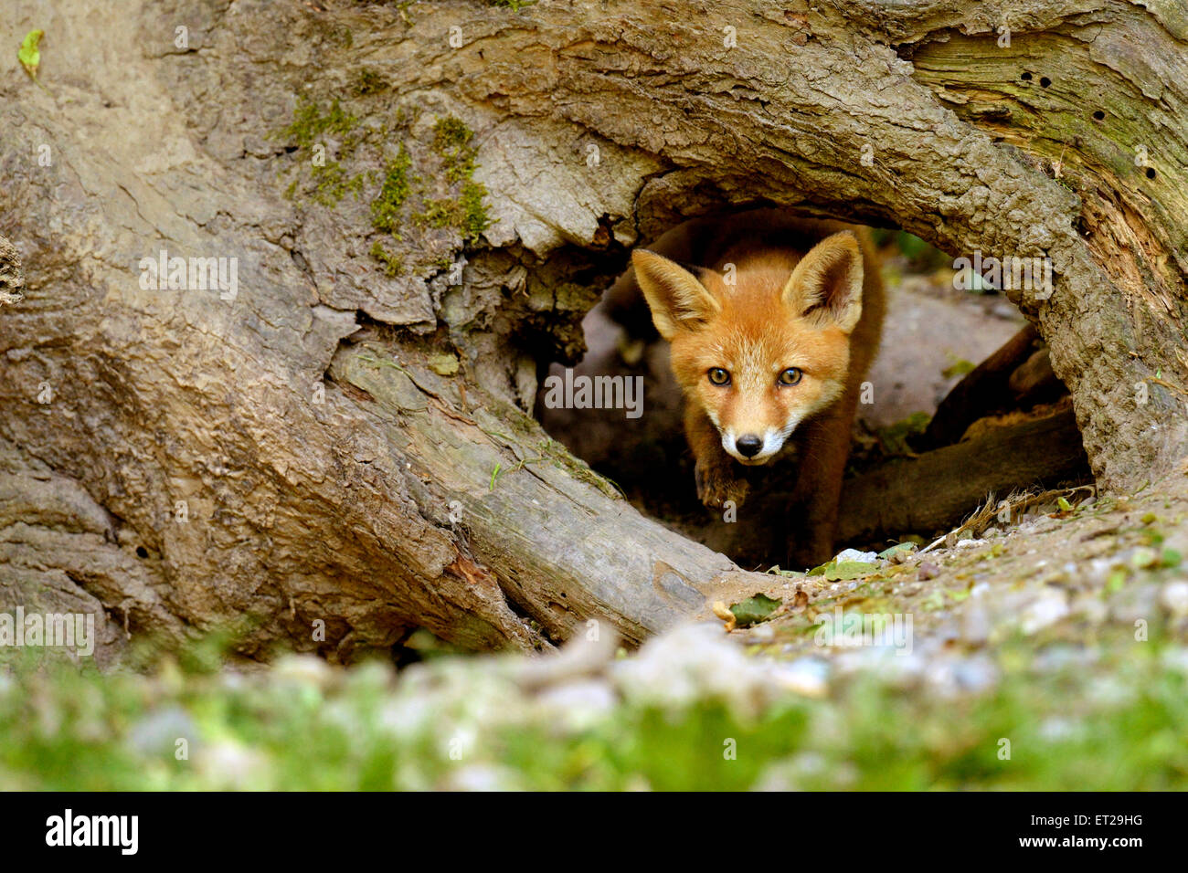 Rosso giovane volpe (Vulpes vulpes), il Cantone di Basilea, Svizzera Foto Stock