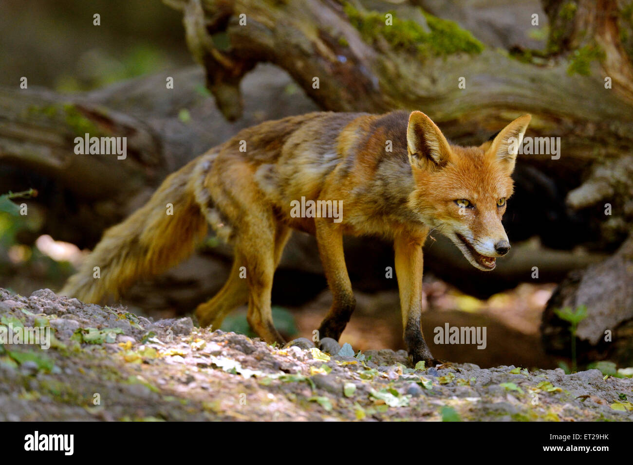Adulto Red Fox (Vulpes vulpes vulpes) vagare attraverso i boschi, Cantone di Basilea, Svizzera Foto Stock