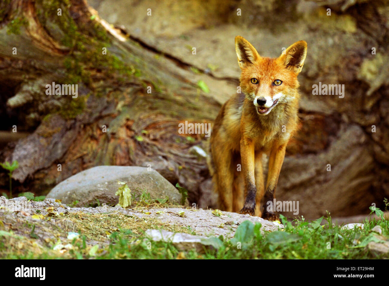Adulto Red Fox (Vulpes vulpes vulpes) in piedi di fronte a sua tana, Cantone di Basilea, Svizzera Foto Stock