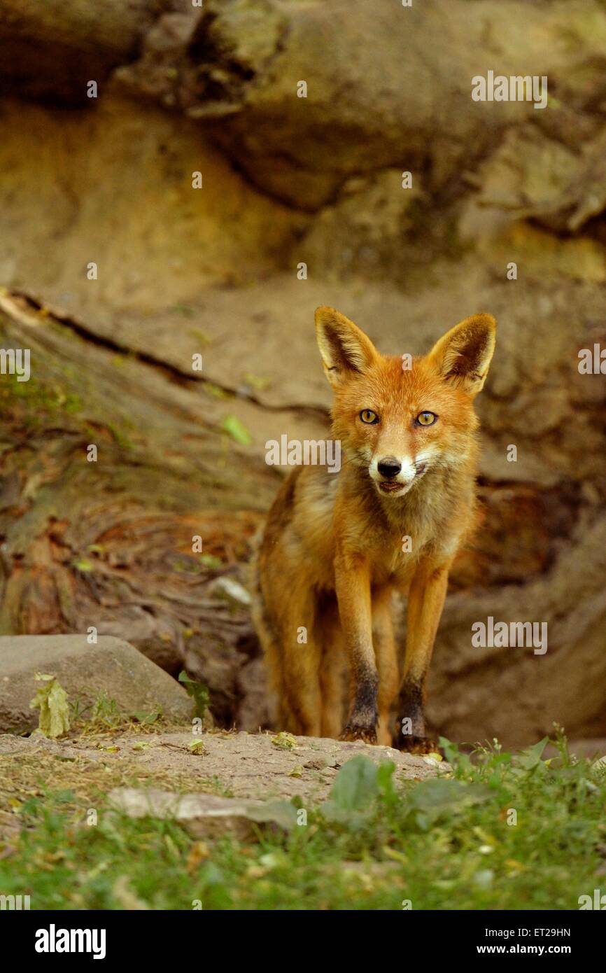 Adulto Red Fox (Vulpes vulpes vulpes) in piedi di fronte a sua tana, Cantone di Basilea, Svizzera Foto Stock