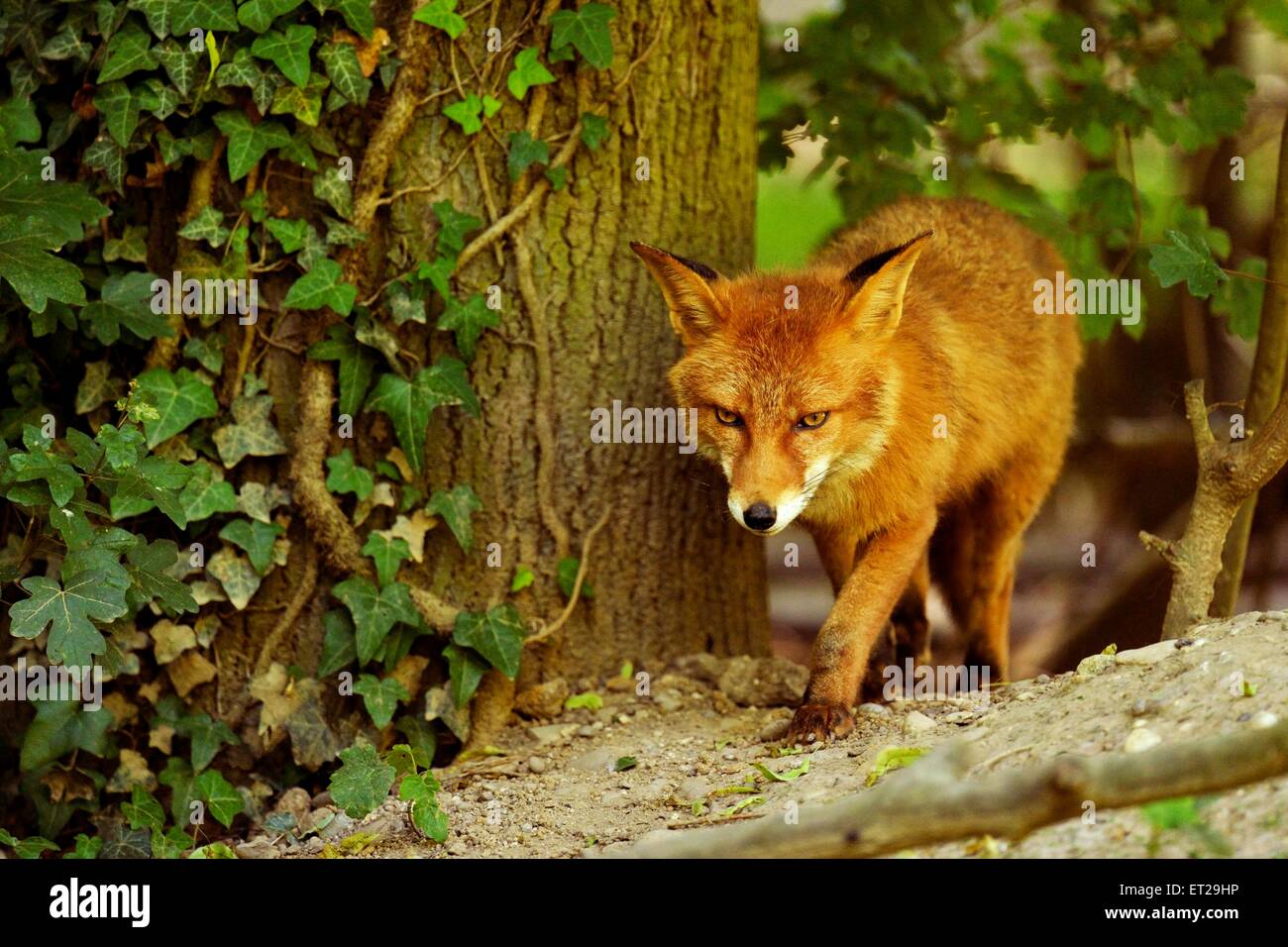 Adulto Red Fox (Vulpes vulpes vulpes) vagare attraverso i boschi, Cantone di Basilea, Svizzera Foto Stock