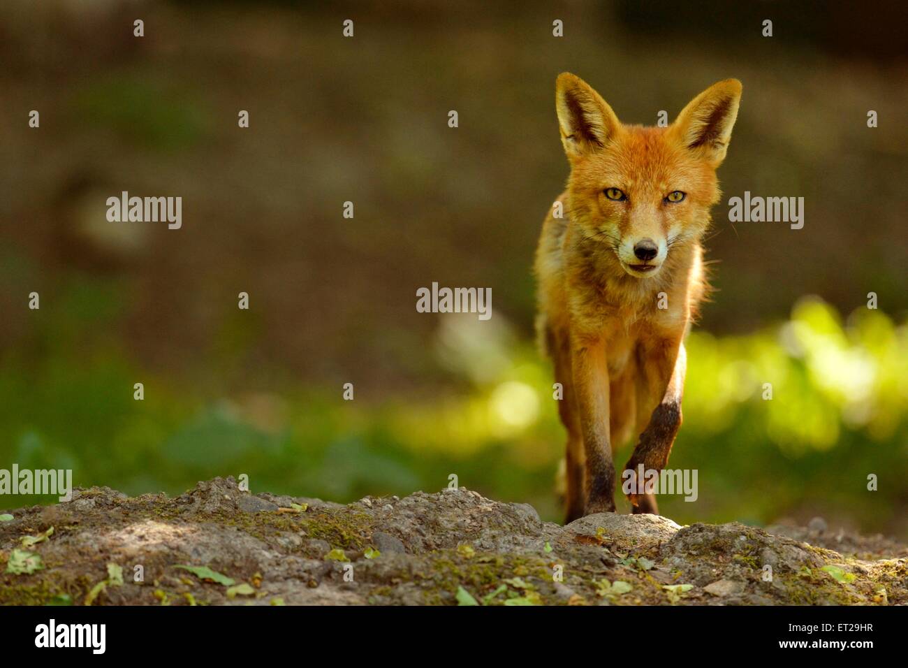 Adulto Red Fox (Vulpes vulpes vulpes), il Cantone di Basilea, Svizzera Foto Stock