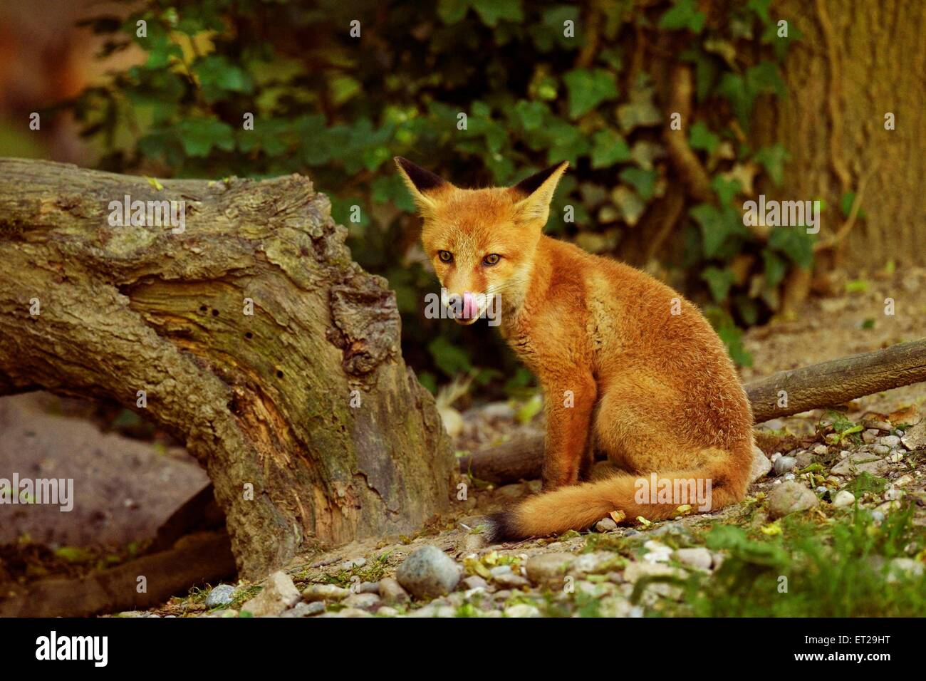 Rosso giovane volpe (Vulpes vulpes), il Cantone di Basilea, Svizzera Foto Stock