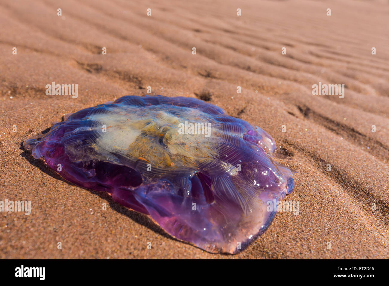 Un grande viola meduse lavato fino su un Prince Edward Island Beach. Foto Stock
