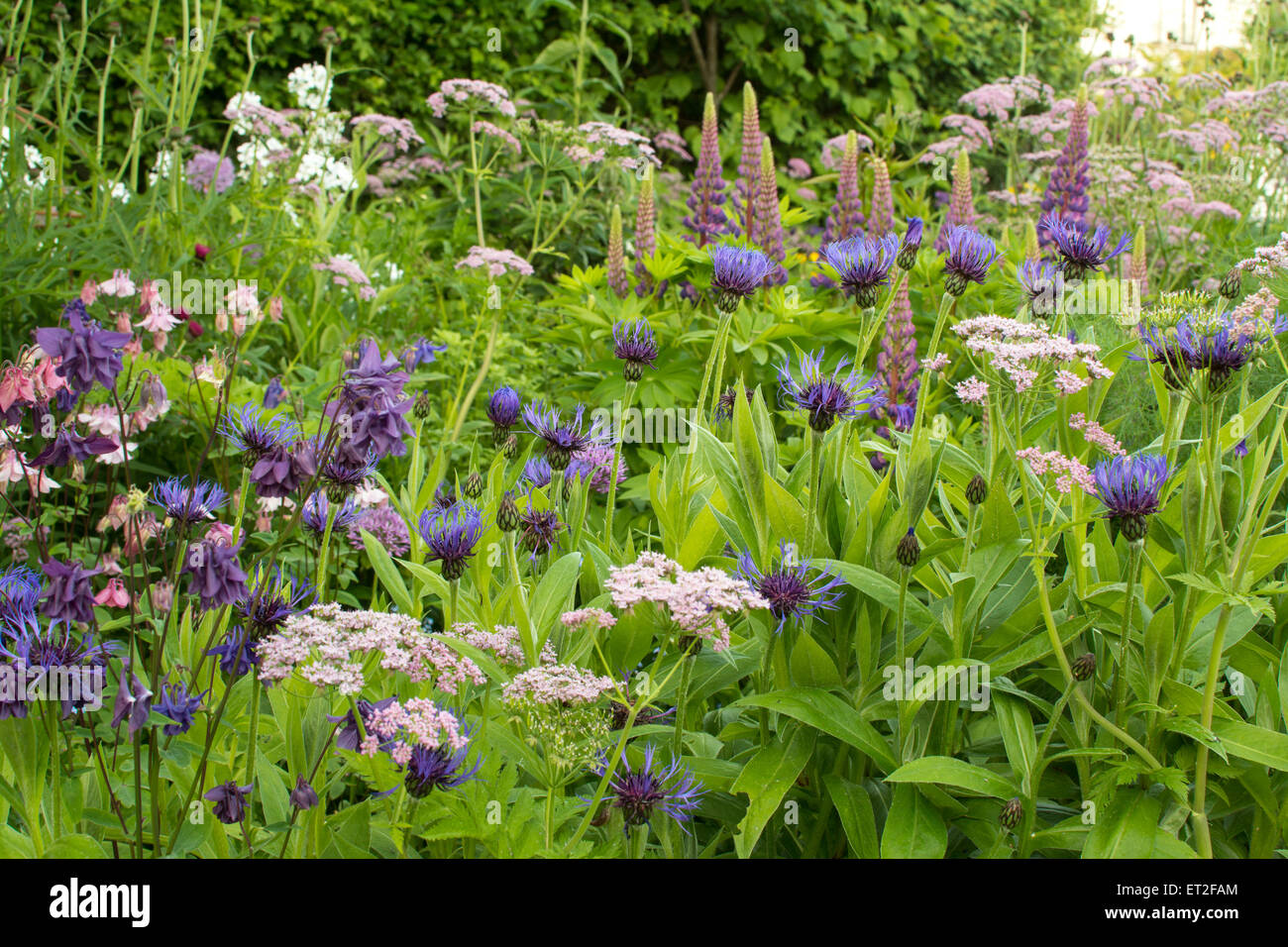 Inizio estate giardino confine in fresche sfumature di blu, viola, rosa e bianco - Scozia, Regno Unito Foto Stock