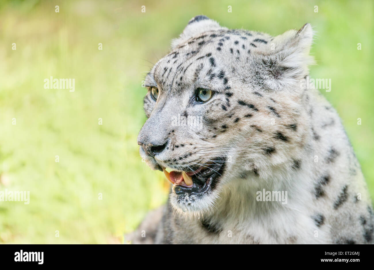 Snow Leopard faccia close-up Foto Stock