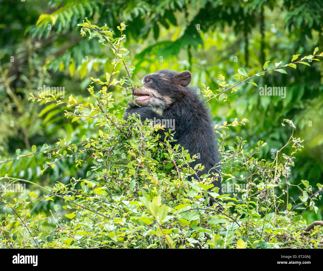 Spectacled Bear Cub in treetop Foto Stock