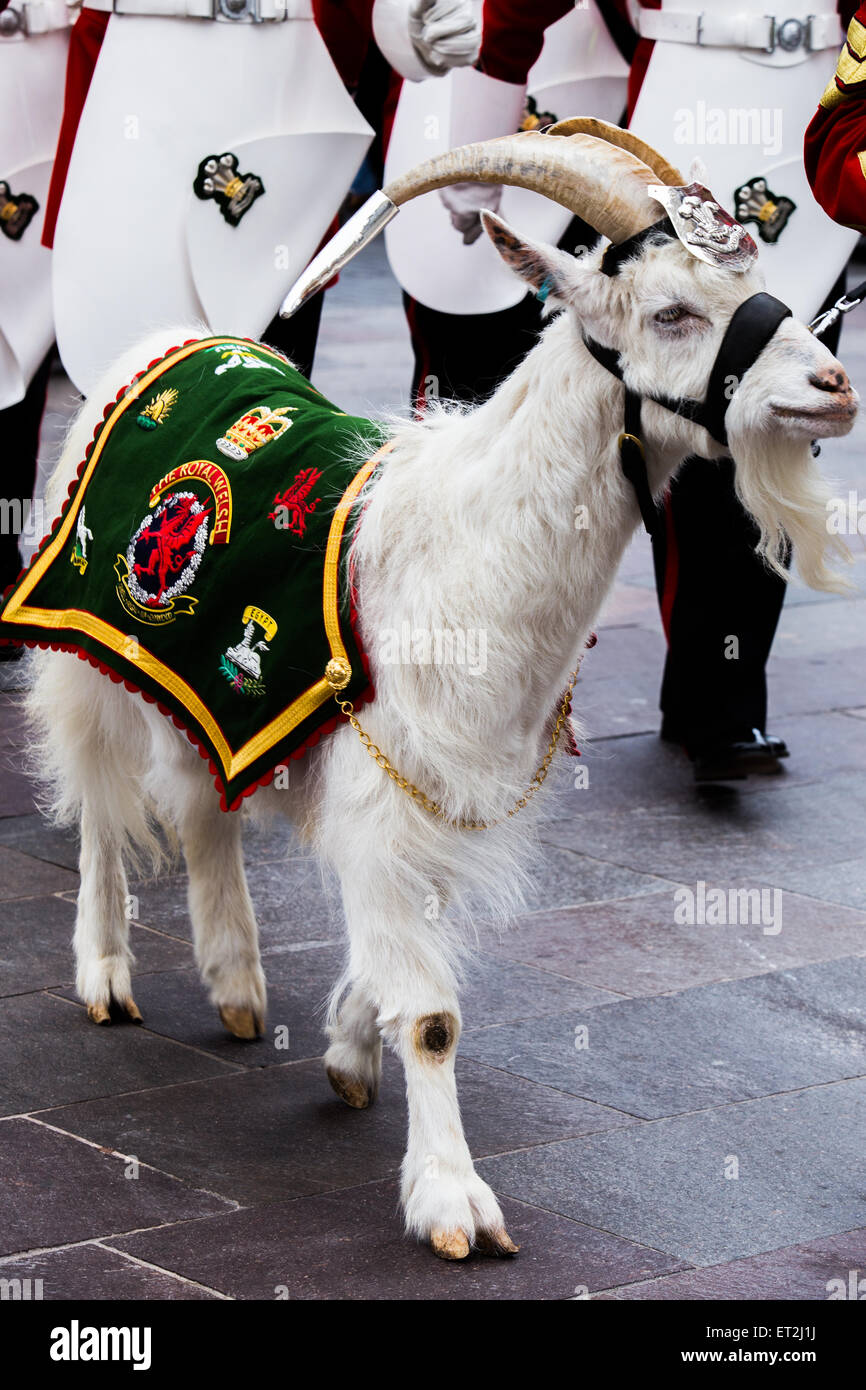 Cardiff, Galles, UK. 11 Giugno, 2015. Le strade sono state chiuse e la folla rivestite le strade nel centro di Cardiff come questa mattina la regina è arrivato per presentare i nuovi colori del reggimento al Royal Welsh reggimento. Il reggimento, guidati dai principali di capra e la mascotte del reggimento, Shenkin, hanno marciato dal Castello di Cardiff al Millennium Stadium dove la cerimonia formale avrà luogo. La regina sarà quindi la valutazione del reggimento per una cena celebrativa. Credito: Chris Stevenson/Alamy Live News Foto Stock