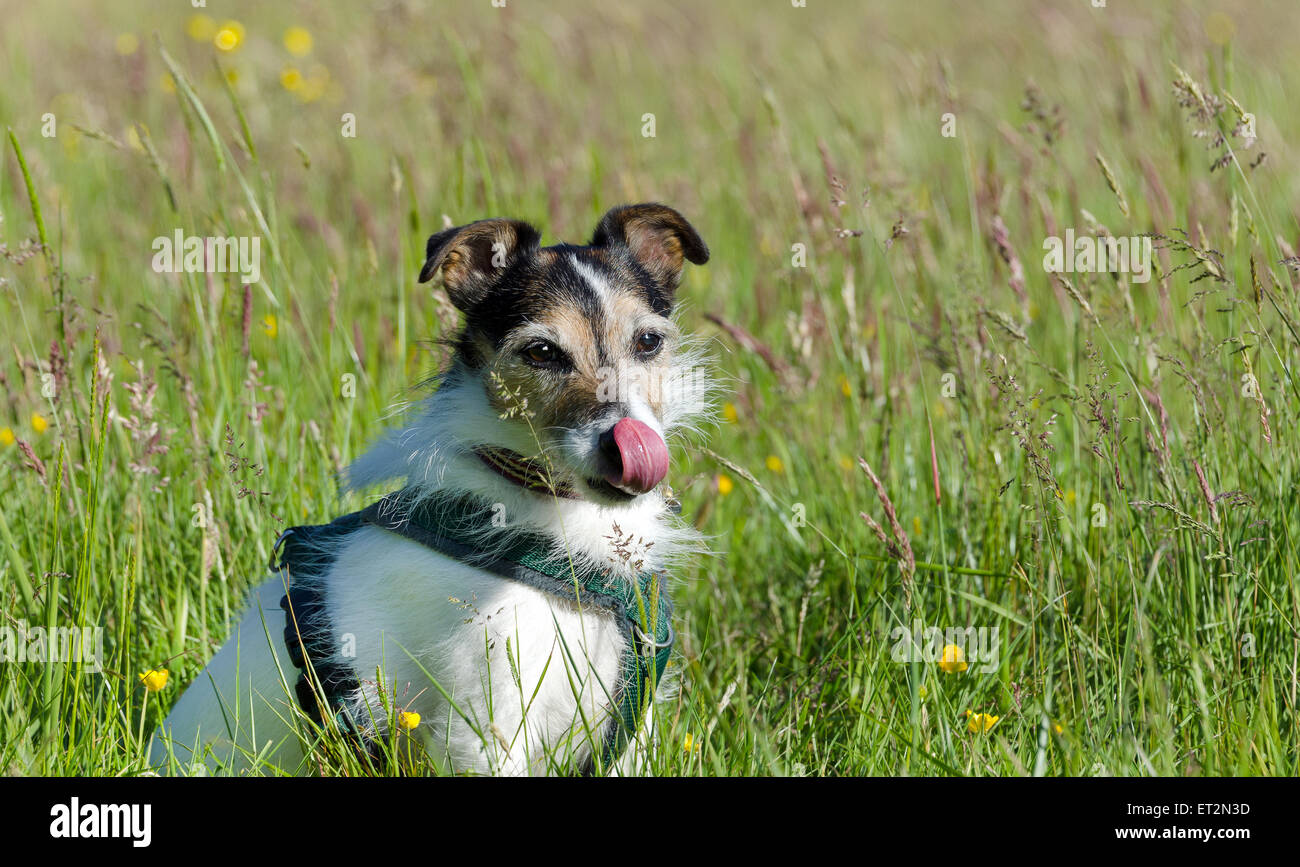 Jack Russell Terrier sat in un prato indossando un cablaggio Foto Stock