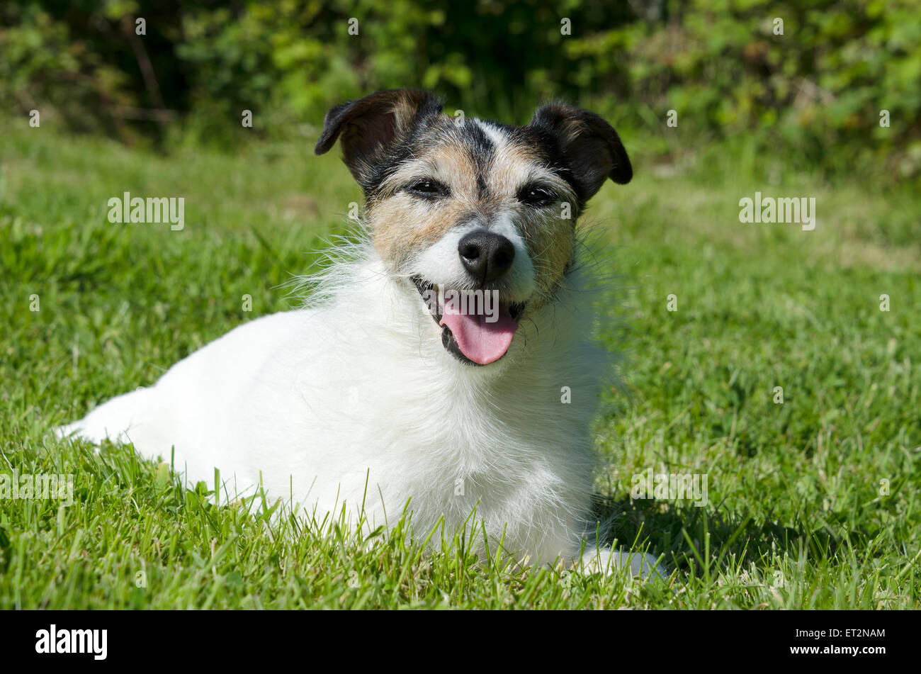 Jack Russell Terrier sat nel sole sorridente Foto Stock