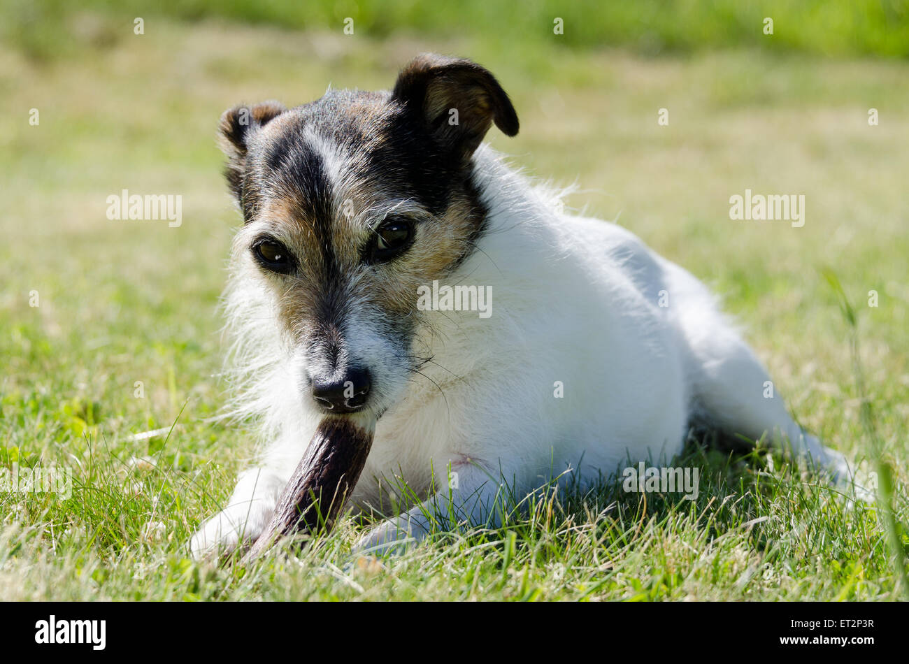 Jack Russell Terrier masticare un osso Foto Stock