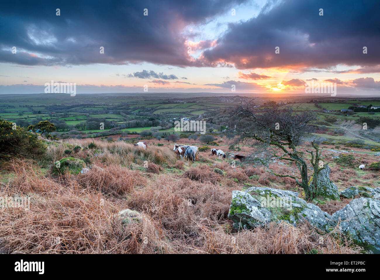 Tramonto su cavalli pascolano in Bodmin Moor in Cornovaglia Foto Stock