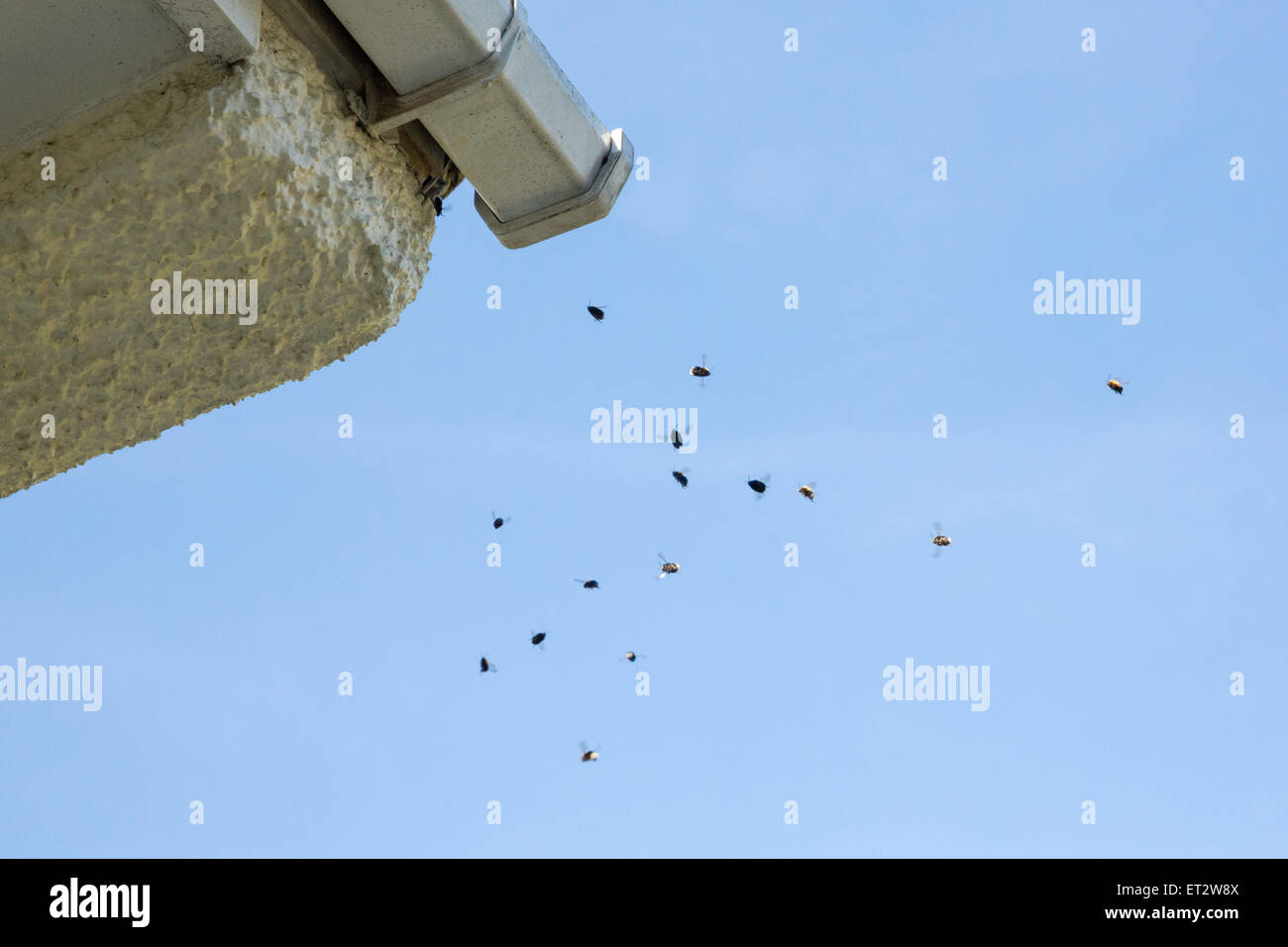 Drone tree bombi (Bombus hypnorum) volare intorno all'entrata per il loro nido che è situato dietro la grondaia Foto Stock