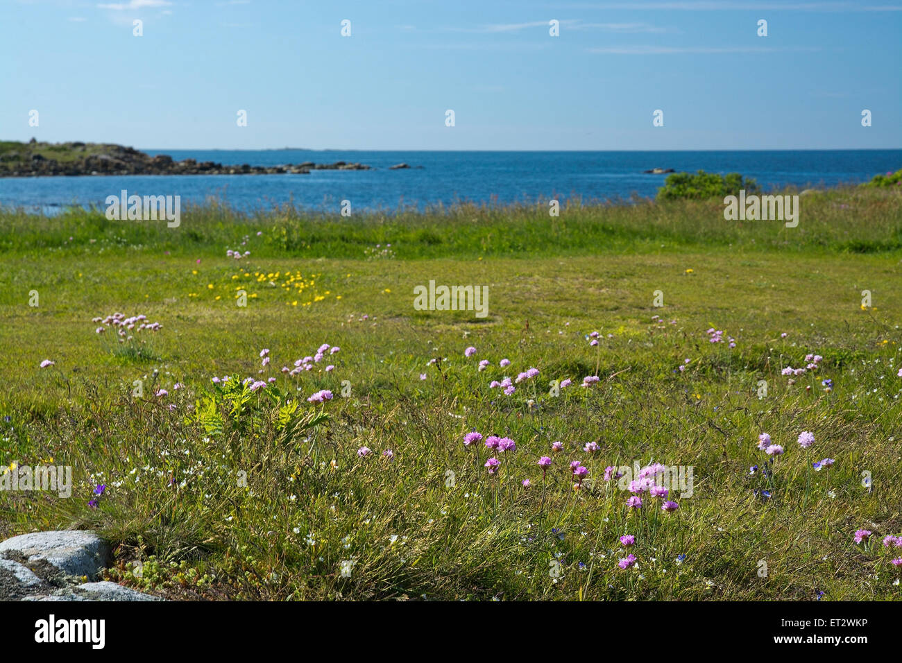 Heath seaside beach paesaggio con moor erba, fiori, roccia e cielo blu a Falkenberg (Svezia). Foto Stock
