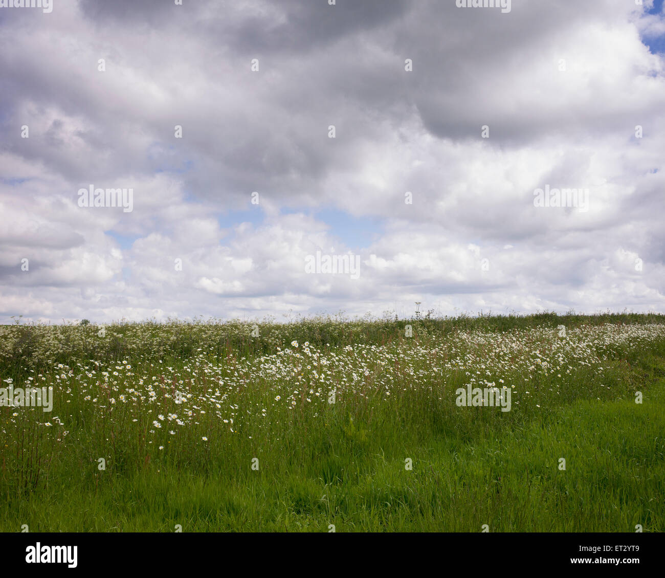 Oxeye Daisy fiori in un campo arabile margine lungo il bordo di un campo di grano in Cotswolds. Inghilterra Foto Stock
