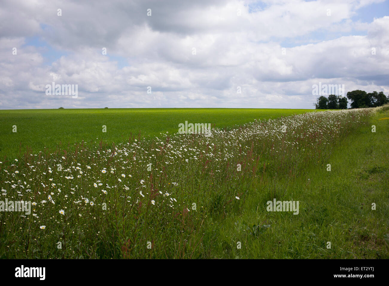 Oxeye Daisy fiori in un campo arabile margine lungo il bordo di un campo di grano in Cotswolds. Inghilterra Foto Stock