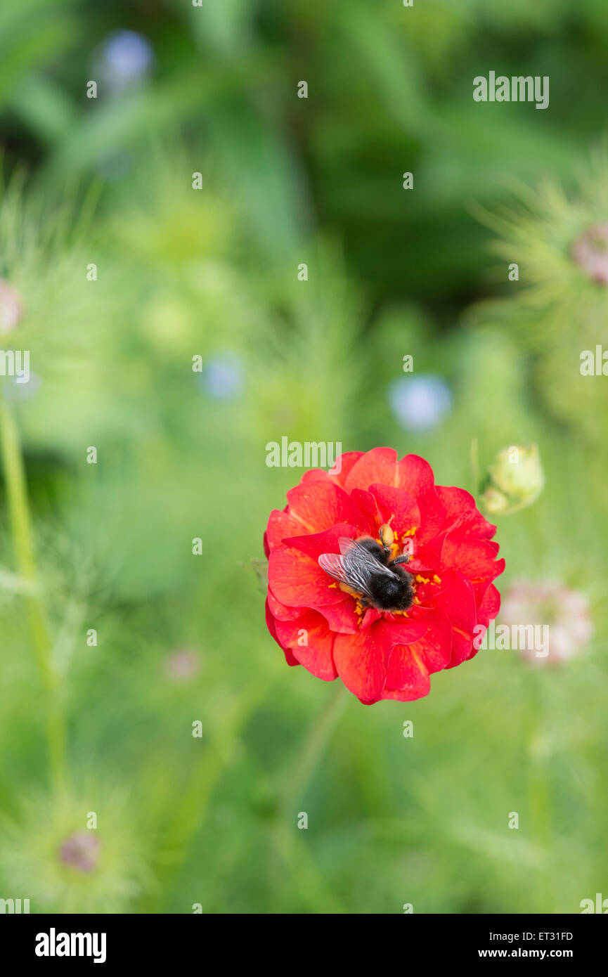 Bumblebee su Geum 'mrs j bradshaw' Fiore Foto Stock