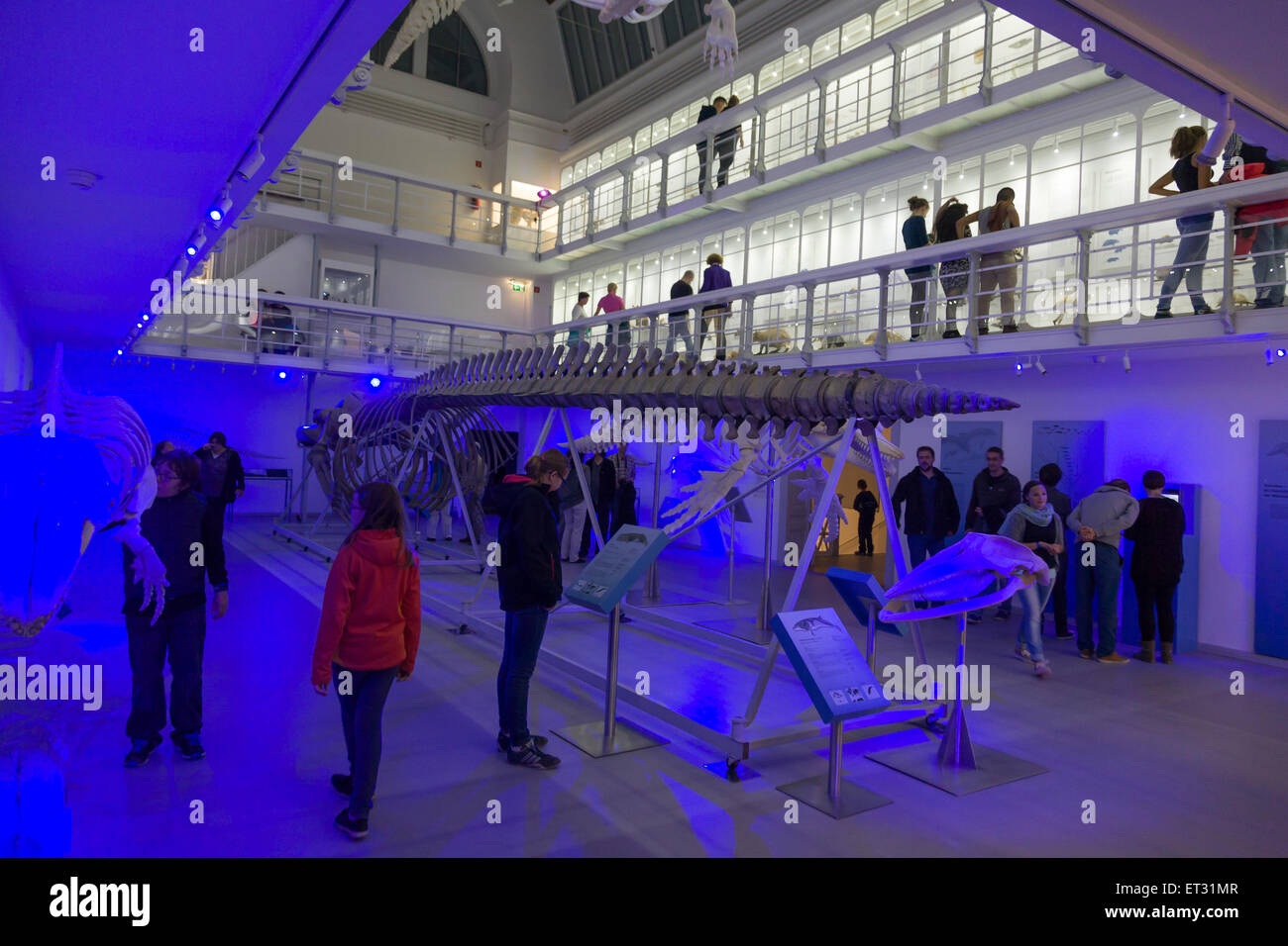 Kiel, Germania, il Museo di Zoologia dell'Università di Kiel Foto Stock