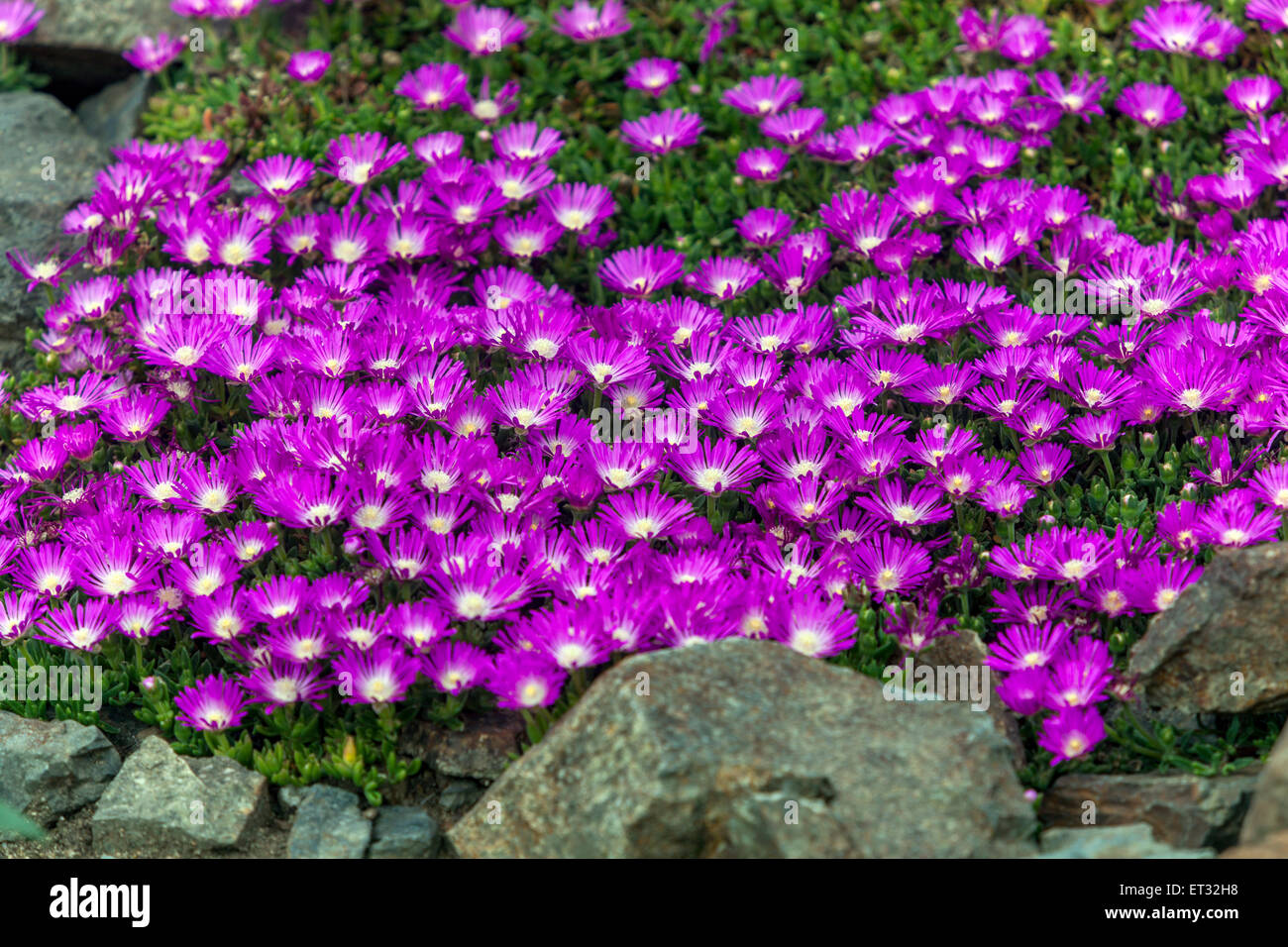 Pianta di ghiaccio duro, piante di copertura di Delosperma cooperi macinate Foto Stock