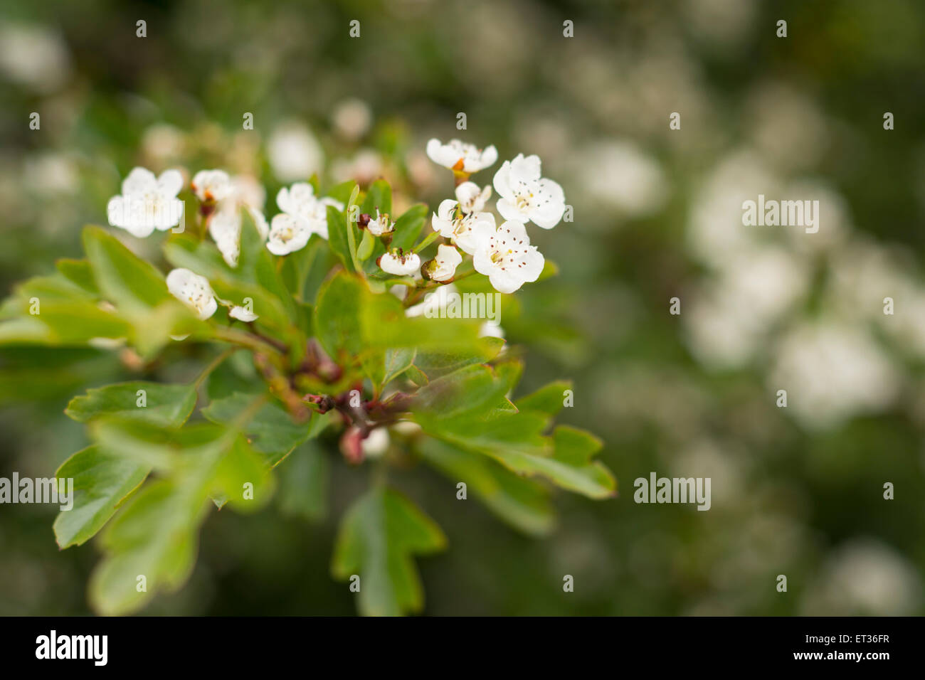 Campagna e boschi di foglie e di piante con la luce del sole in primavera e in estate Foto Stock