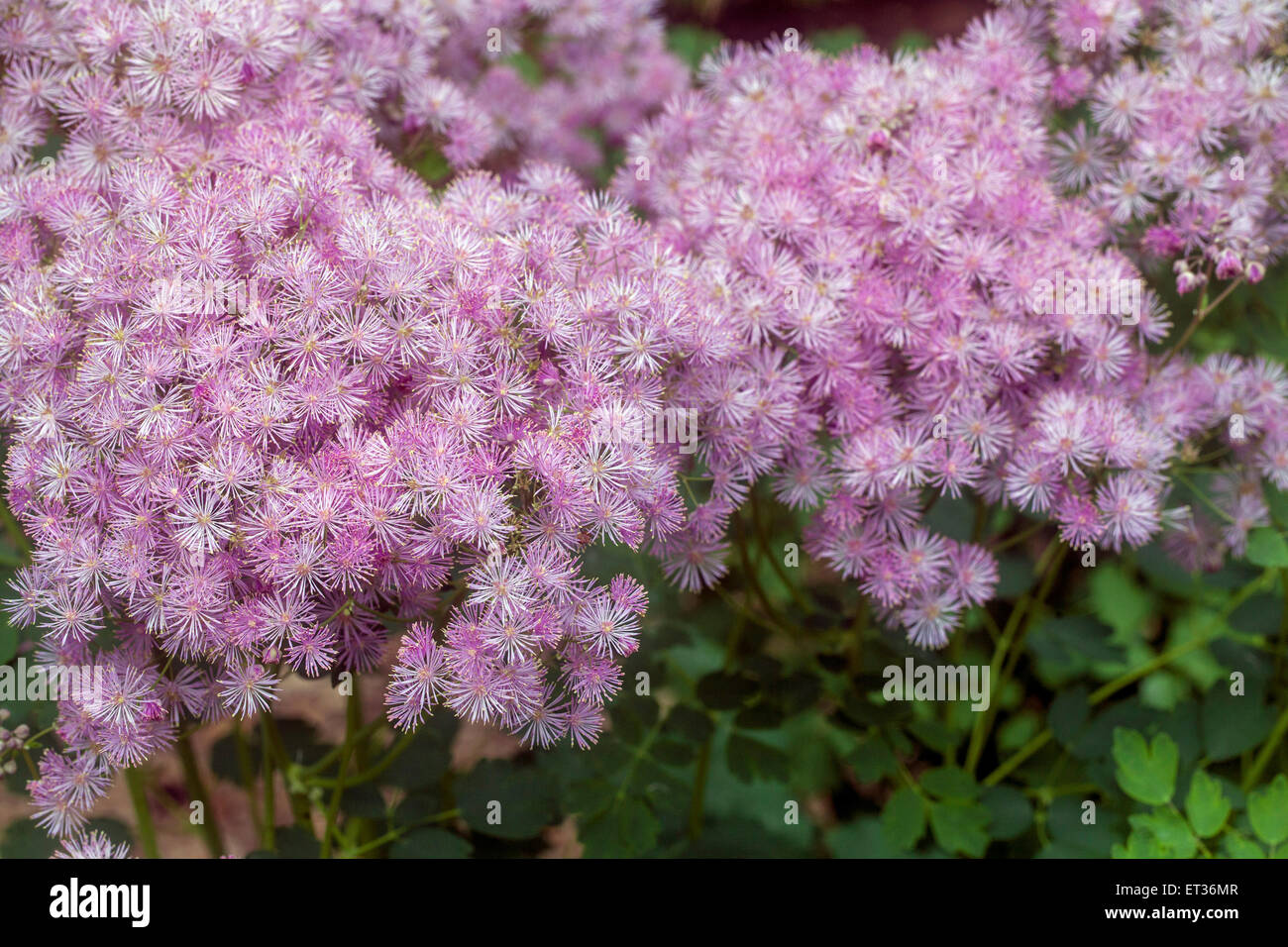 Columbine prato-rue, Thalictrum aquilegiifolium Foto Stock