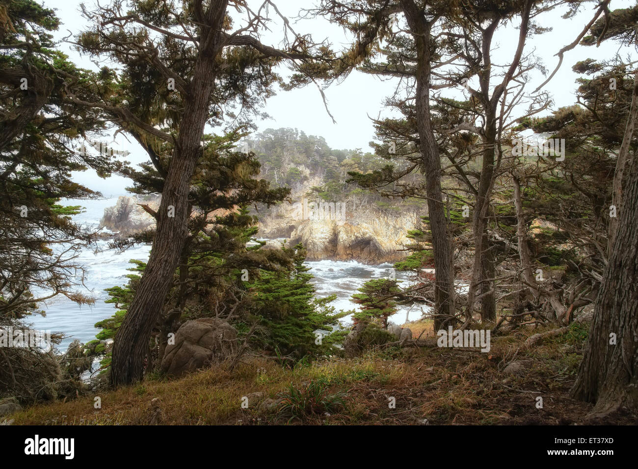 Dark fiaba forest sulla costa del Pacifico in California Foto Stock