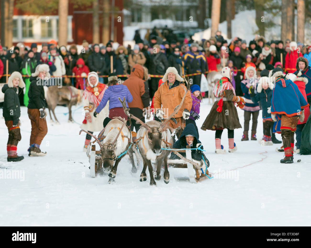 Circolo Polare Artico, Lapponia, Scandinavia, Svezia, Jokkmokk, popolazione Sami al mercato invernale festival, gara di renne Foto Stock