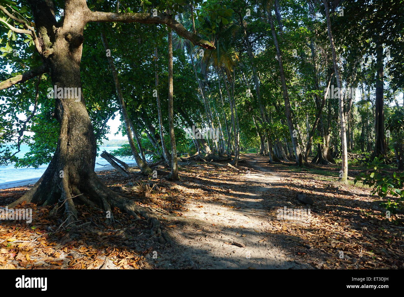 Sentiero costiero sotto alberi tropicali sulla costa caraibica del Costa Rica, Puerto Viejo, America Centrale Foto Stock