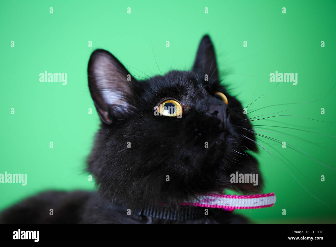 Vista ingrandita di un domestico gatto nero con capelli lunghi contro uno sfondo verde Foto Stock