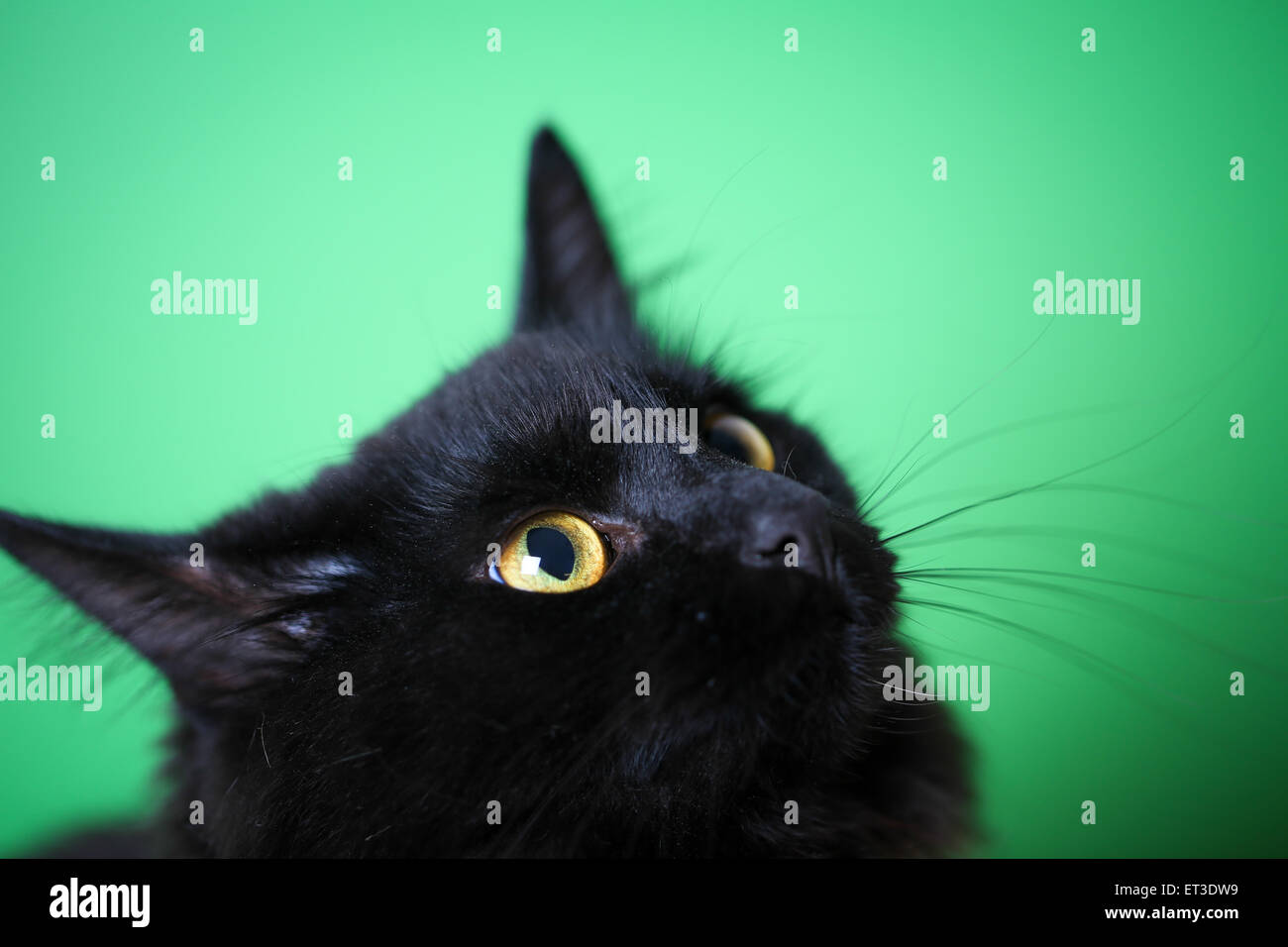 Vista ingrandita di un domestico gatto nero con capelli lunghi contro uno sfondo verde Foto Stock