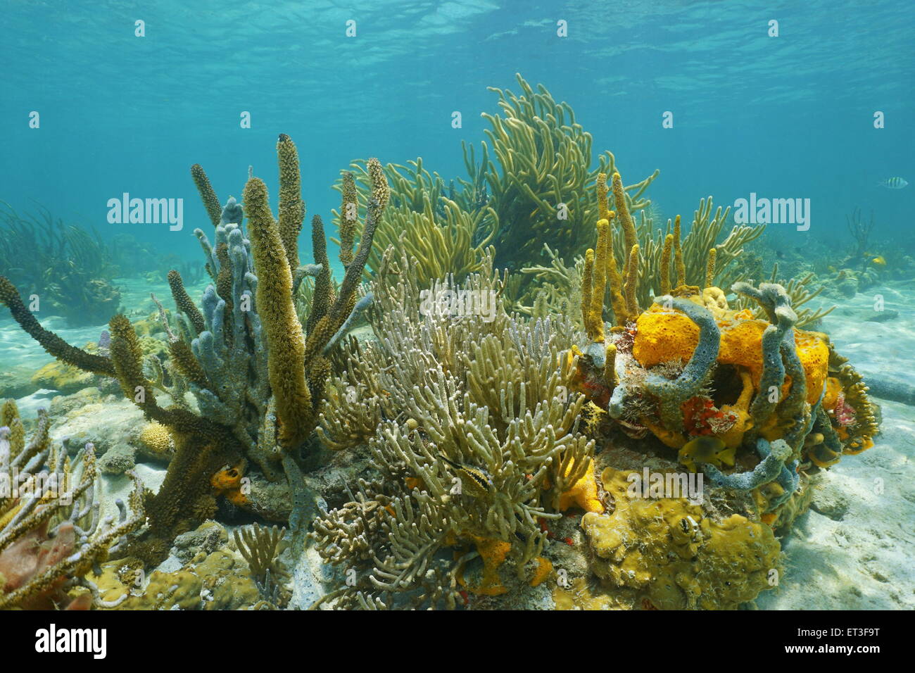 Vita sottomarina, octocorals e spugne colorate sul fondale del mar dei Caraibi Foto Stock
