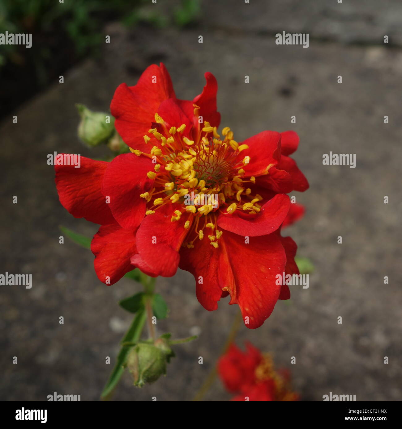 Fiore rosso Geum Foto Stock