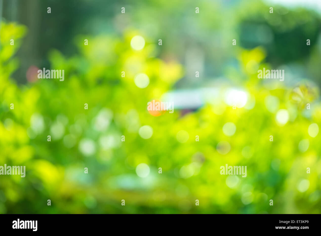 Bella naturale astratto verde primavera bokeh sfondo, effetto di sfocatura per windows Foto Stock