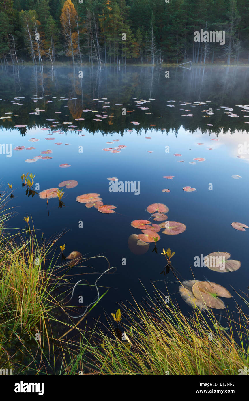 Uath Lochans, Glen Feshie, Cairngorms National Park, Scozia. Foto Stock