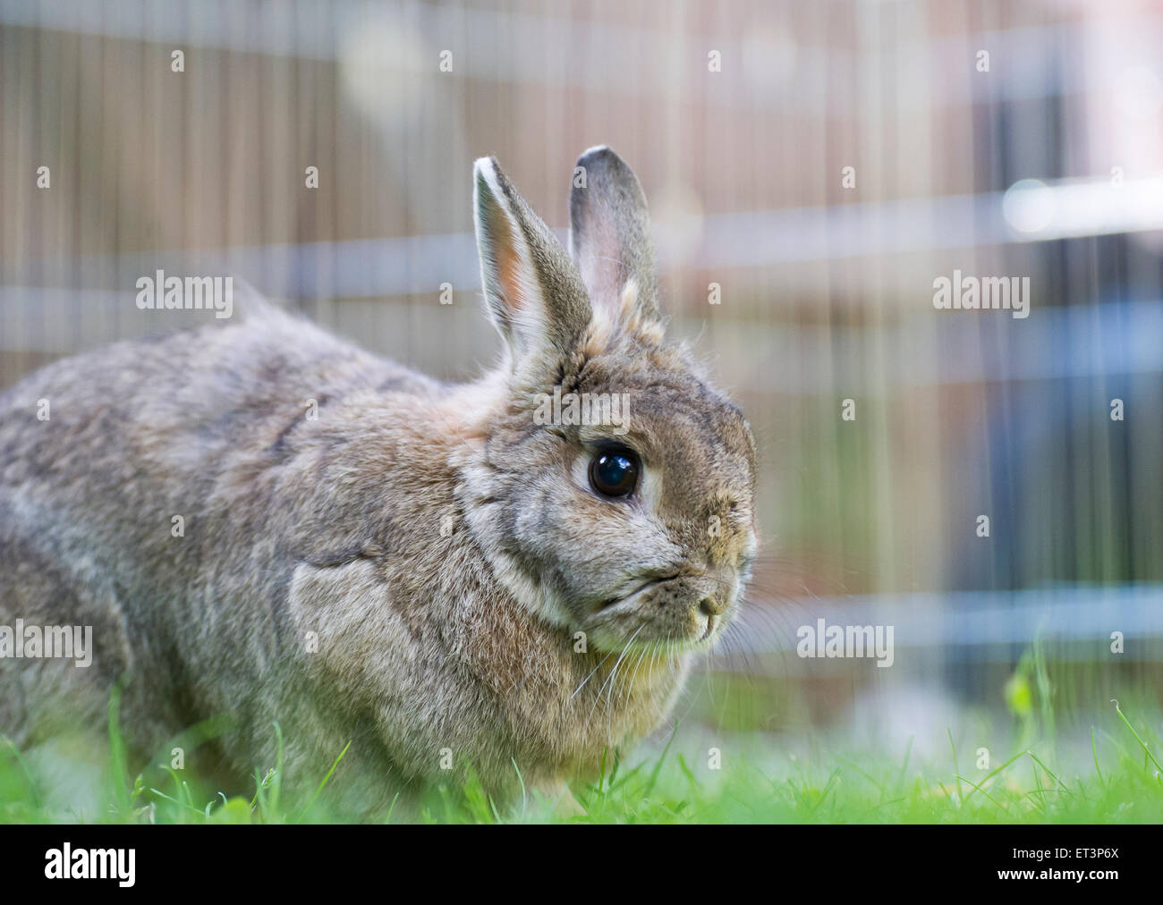 Un coniglio in un giardino. Foto Stock