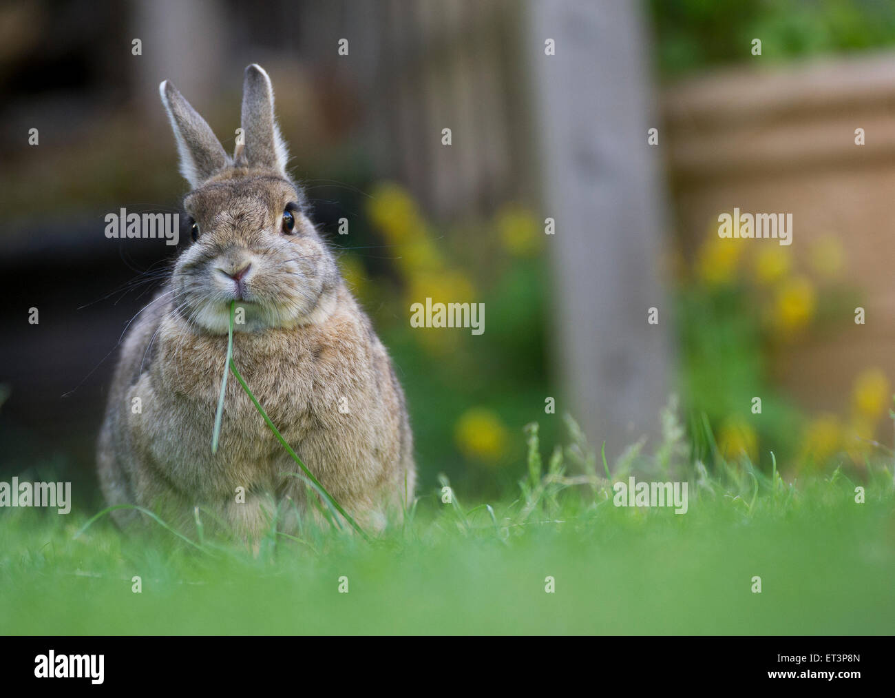 Un coniglio in un giardino. Foto Stock