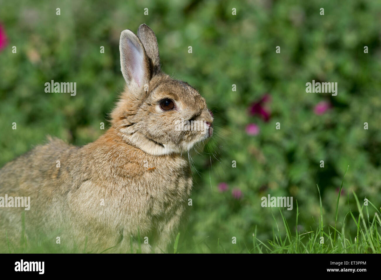 Netherland Dwarf coniglio domestico (oryctolagus cuniculus) in un giardino. Foto Stock