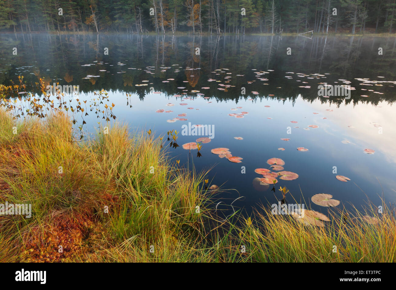 Uath Lochans, Glen Feshie, Cairngorms National Park, Scozia. Foto Stock
