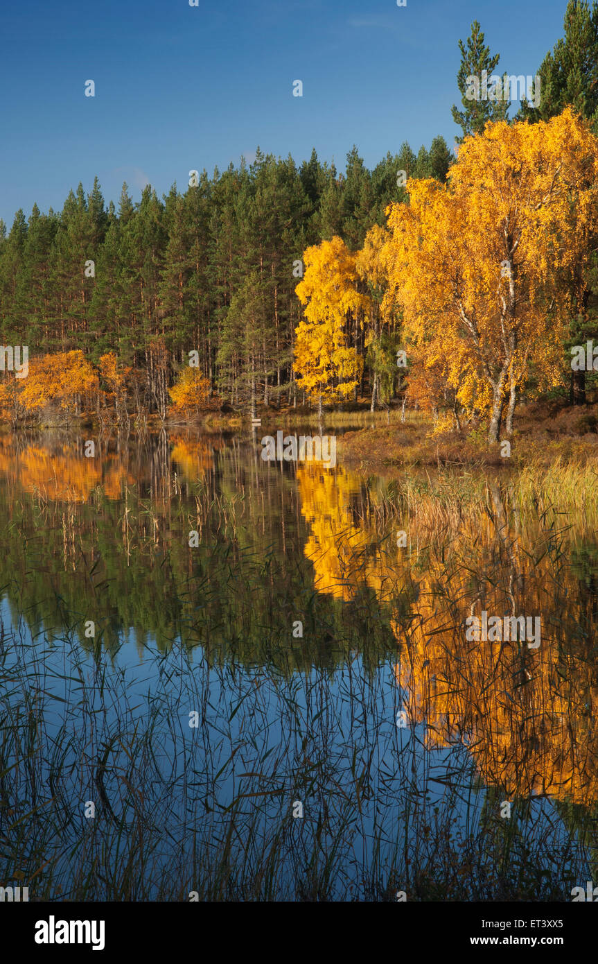 Uath Lochans, Glen Feshie, Cairngorms National Park, Scozia. Foto Stock