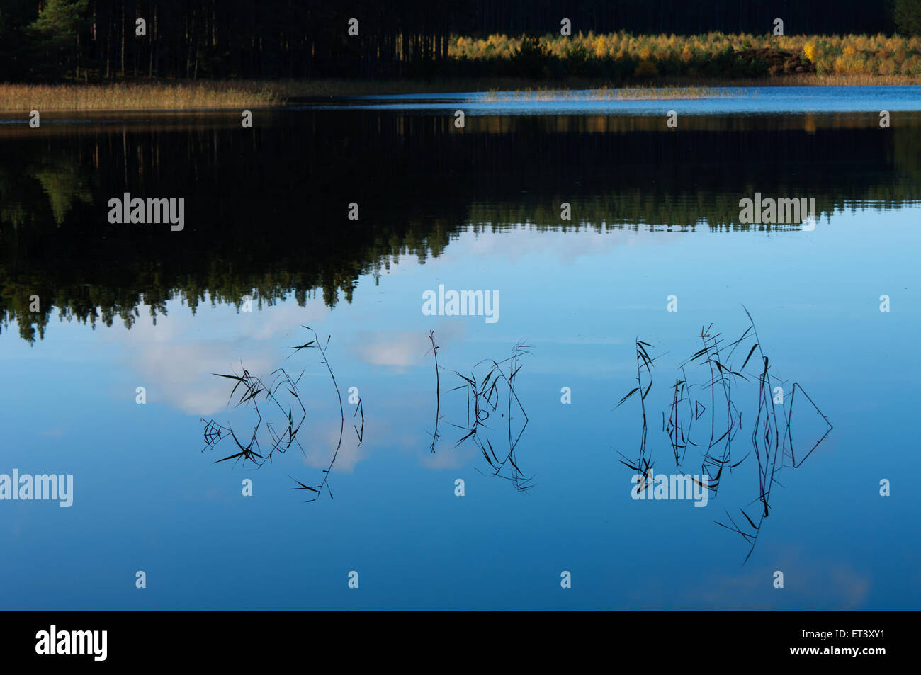 Uath Lochans, Glen Feshie, Cairngorms National Park, Scozia. Foto Stock