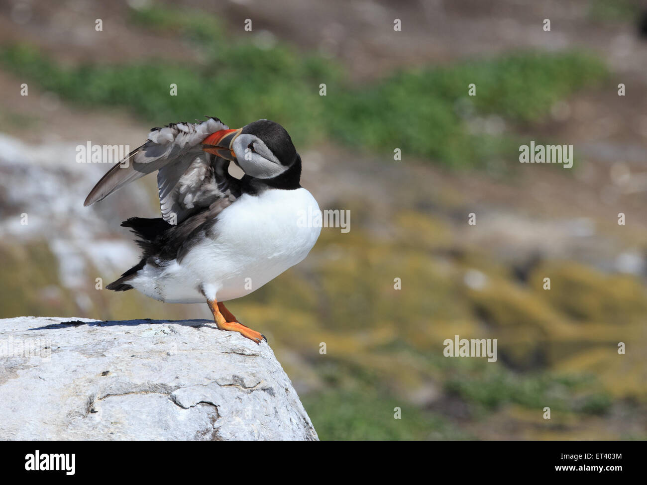 Atlantic Puffin preening Foto Stock